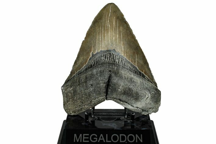 Beastly Fossil Megalodon Tooth - North Carolina #328403